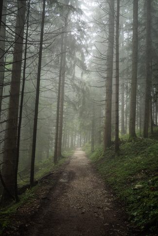 Nature, Twilight Pictures, Forest Trail, Park Pictures, Forest Path, Misty Forest, Forest Pictures, Forest Wallpaper, Walk In The Woods