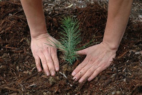 Plant a tree in celebration of Arbor Day. Planting a seedling is a little different than planting a larger, more substantial tree, but here are some helpful tips. Pine Cone Seeds, Tree Quotes, Tree Seedlings, Carbon Sequestration, Urban Forest, Tree Seeds, Replant, Fall Plants, Easy Garden