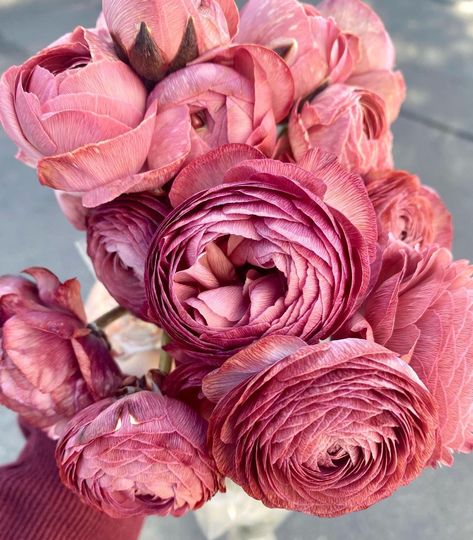 Wholesale Flowers, Brown Tones, Ranunculus, Design Elements, Porter, Iphone Wallpaper, Blush, Iphone, Plants