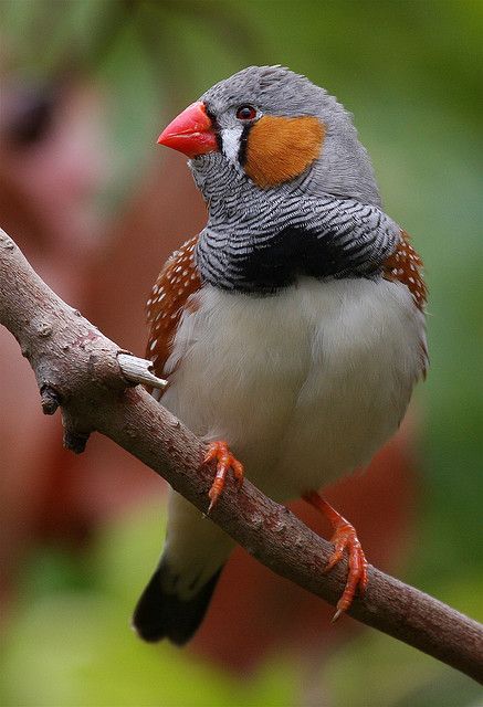 Zebra Finch. These birds are very easy to keep. Our finches mated, laid eggs and taught their young to fly in our aviary. Birds Photos, Regard Animal, Finch Bird, Colourful Birds, Zebra Finch, Finches Bird, Bird Sitting, Nature Pics, Finches