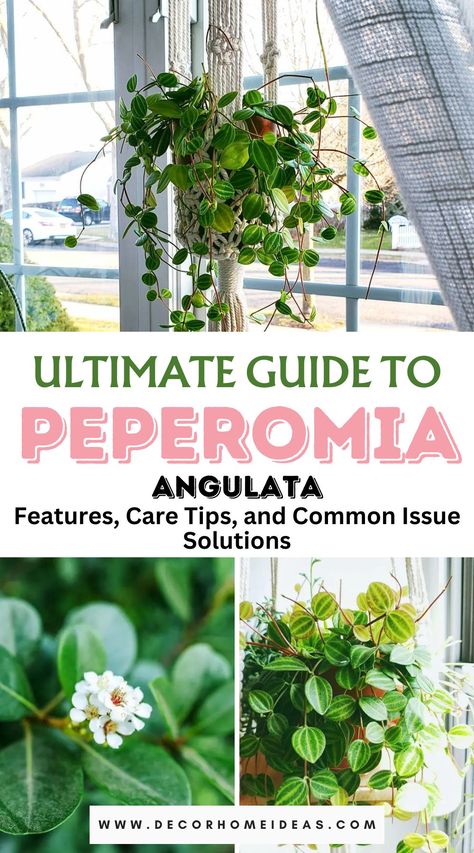 Dive into the distinctive world of Peperomia Angulata with our guide highlighting its main features and essential care tips. Unlock the secrets to cultivating this unique plant and enhance your indoor greenery with ease. Peperomia Angulata, Peperomia Plant, Indoor Greenery, Unique Plants, Potting Soil, Care Tips, Plant Care, Gardening Tips, Green Leaves