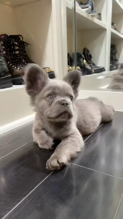 Cute Animal Photos Puppys, Fluffy Frenchie Full Grown, Dogs French Bulldog, Cute Frenchie Puppies, Long Haired Frenchie, Fluffy French Bulldog Full Grown, Puppy French Bulldog, Fluffy Frenchie Puppy, Fluffy Bulldog