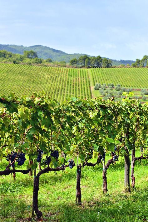 Grape Vineyard Aesthetic, Blueberry Orchard, Grapes Tree, Grapes Garden, Grape Orchard, Grape Farm, Grape Garden, Grape Picking, Grape Tree