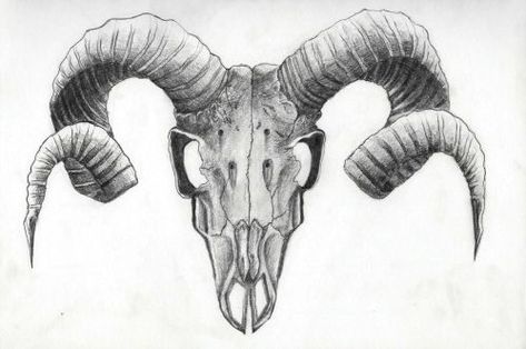 Animal Skull Drawing, Tattoo Goat, Kneadable Eraser, Tier Tattoo, Head Study, Hb Pencil, Goat Head, Capricorn Tattoo, Goat Skull