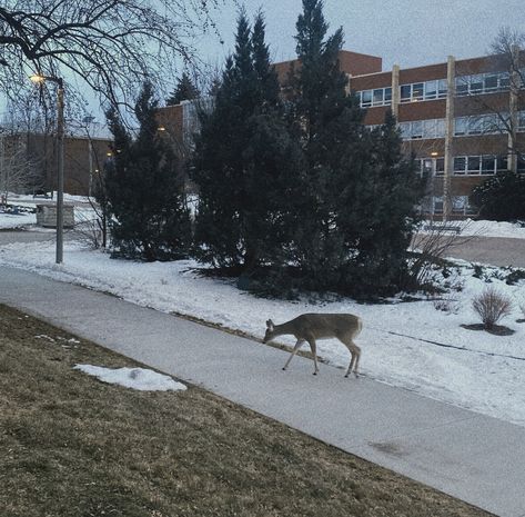 Montana State University Bozeman, Montana Aesthetic, Campus Aesthetic, Montana State University, University Of Montana, Spring Semester, Montana State, Dear Future, College Life