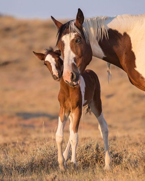 @sandysisti: "Hello Baby!  There's a new addition to the McCullough Peaks family.  This tiny colt was born a…" Wild Horses Mustangs, Wild Horses Photography, Beautiful Horses Photography, Cute Horse Pictures, Mustang Horse, Wildlife Photographer, Wild Mustangs, Most Beautiful Horses, Baby Horses