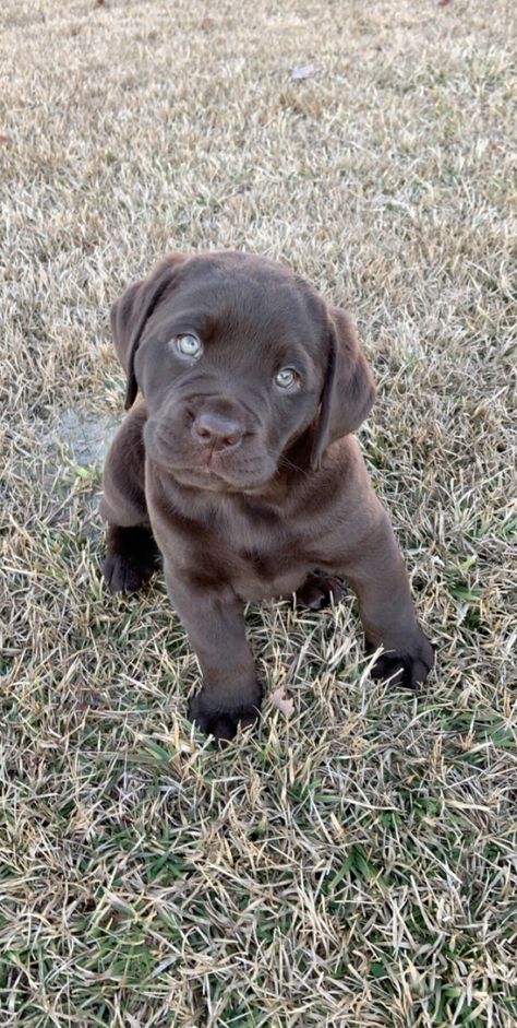 Chocolate English Lab, English Lab Puppies, Brown Lab, English Lab, Weimaraner Puppies, Chocolate Lab Puppies, Labrador Puppies, Chocolate Labs, Puppy Photography