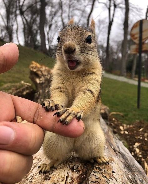 Squirrel Dressed Up, Squirrels Cute, Squirrel Pfp, Drawing Squirrel, Squirrel Pet, Animal Tattoo Designs, Tree Rat, Squirrel Cute, Squirrel Drawing