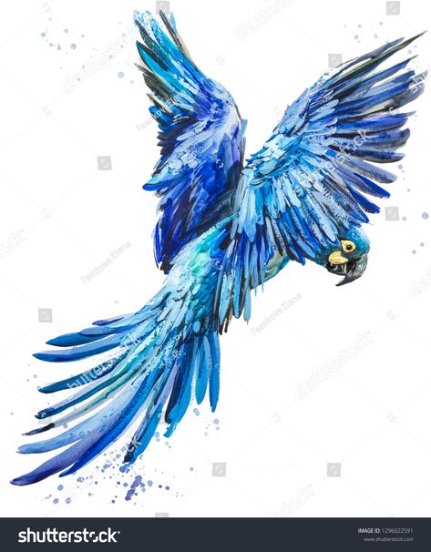 Blue Macaw Drawing, Blue Macaw Tattoo, Blue Parrot Drawing, Parrot Tattoo, Parrot Flying, Blue Parrot, Blue Macaw, Bird Watercolor, Tropical Bird