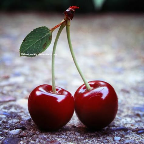 Cherry Photography Fruit, Cherries Reference, Cherry Reference Photo, Cherry Reference, Cherries Photography, Cherry Photo, Cherry Photography, Cherry Cherry, Life Drawing Reference