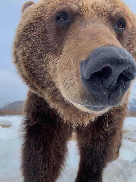 Nature, Bears Being Silly, Bears Astethic, Brown Bear Astethic, Cute Bears Aesthetic, Cute Bear Pictures, Bear Profile Picture, Cute Bear Photo, Bear Astethic