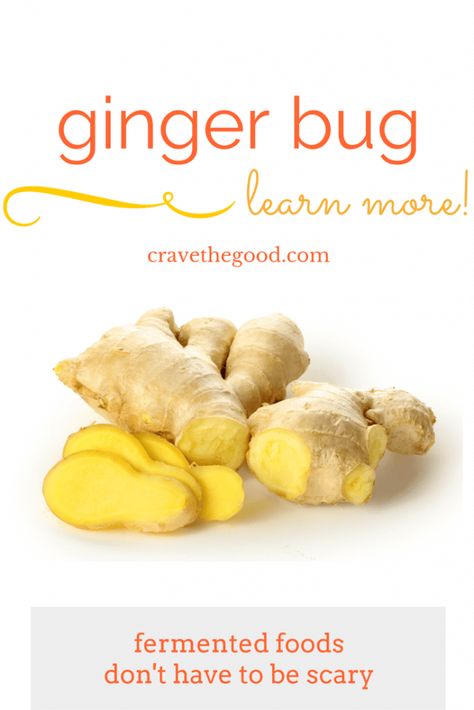 A Ginger Bug: what it is, how it's made, and why it's good for you! -- Think healthy soda pop! -| cravethegood.com Ginger Bug, Health Benefits Of Ginger, Ginger Plant, Onion Juice, Ginger Benefits, Ginger Root, Natural Home Remedies, Fresh Ginger, Ayurveda