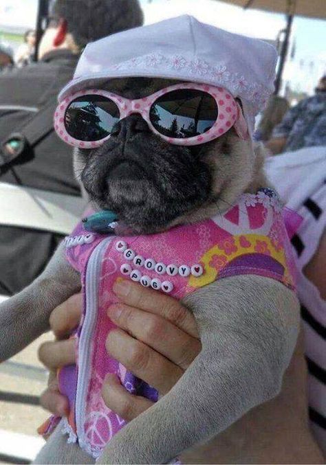 Pug Puppies, Baby Pugs, Pug Mug, Pugs And Kisses, Pug Pictures, Francia Bulldog, Black Pug, A Pug, Wearing Sunglasses