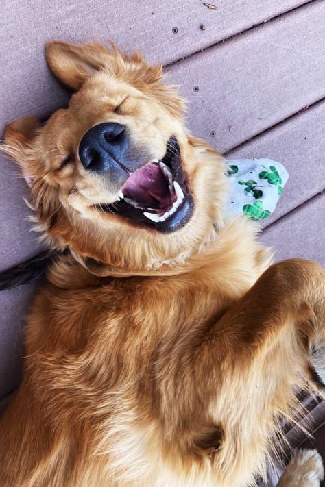 Happy dog, golden retriever, dog smiles, happy golden, dog selfie, fun dog photography, dog bandana, big dog smiles, bandanas for dogs, dog photography, creative dog photo, beautiful dog, shop small Golden Retriever Photoshoot, Dog Photography Ideas Creative, Dog Owner Photography, Fun Dog Pictures, Dog Photography Creative, Golden Retriever Photography, Crazy Face, Dog Golden Retriever, Colorful Hairstyles