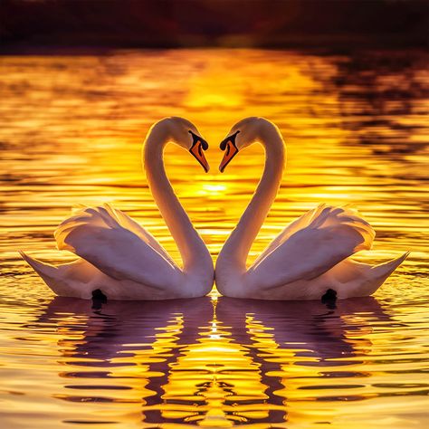 ✅ A breathtaking photograph of two elegant swans gracefully gliding in a peaceful lake. The swans are positioned face-to-face, their necks forming a heart shape, creating an enchanting and romantic atmosphere. The golden sunset casts a warm, vibrant glow on the serene water, reflecting the rich hues of the sky. The tranquil atmosphere is further enhanced by the rippling water and the soft silhouette of the swans against the setting sun. This captivating image captures the essence of beauty, h... Swan Reference Photo, Swans Making A Heart, Love In Nature, Two Swans, Swan Love, Gold Swan, Beautiful Swan, Golden Sunset, Astrology And Horoscopes