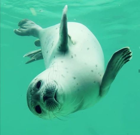 Marine protection Seal In Ocean, Harbor Seal Photography, Seal Oc, Seal Reference, Seal Pictures, Cute Sea Animals, Funny Seals, Harbor Seal, Cute Seals