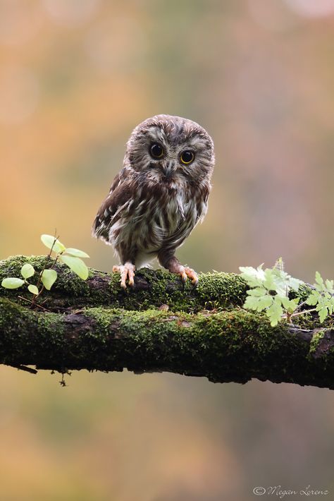 Northern Saw-Whet Owl Mountsberg  Canon Asia - EOS 100D Advertising Campaign, Exclusive 1-Year License Saw Whet Owl, Nosara, Beautiful Owl, Owl Bird, Baby Owls, Pretty Birds, Cute Owl, Animal Photo, 귀여운 동물