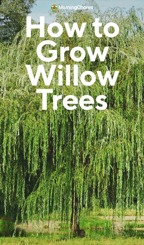 Wiping Willow Tree, Wipping Willow Trees, Black Willow Tree, Types Of Willow Trees, Willow Tree Backyard, Weeping Willow Tree Landscape, Willow Tree Landscape, Willow Trees Garden, Idaho Landscape