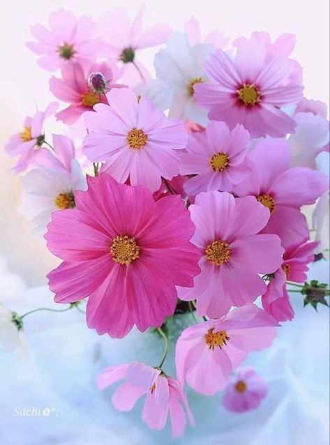 Welded Table, Pink Plants, Very Beautiful Flowers, Sunflowers And Daisies, Blue And Purple Flowers, Cosmos Flowers, Flowers Photo, Flower Background Wallpaper, Beautiful Flower Arrangements