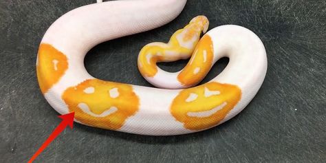 Emoji snake born after 8 years of selective breeding. The patterns are caused by recessive mutations that do occur naturally, but it is extremely unlikely to happen in the wild. Ball Python Pet, Python Royal, Python Regius, Colorful Snakes, Pretty Snakes, Reptile Room, Ball Python Morphs, Cobra Snake, Cute Reptiles