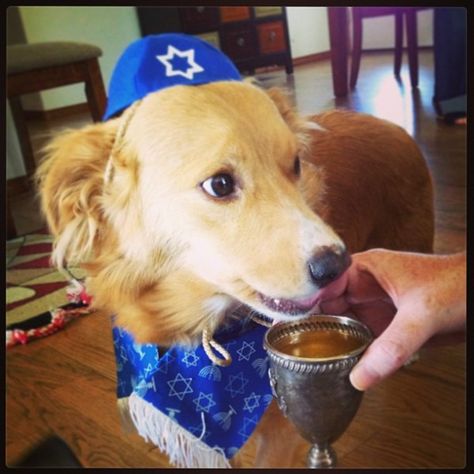 Bark Mitzvah, Dog's Birthday, Jewish Stuff, Fancy Cup, 13 Reasons, Pet Holiday, Dog Beds, Dog Birthday, Cute Cats And Dogs