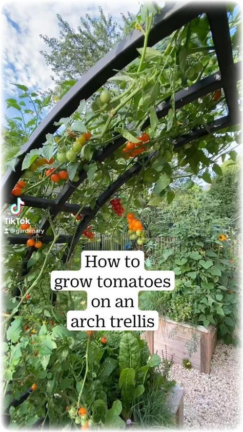 Outdoor Trellis Ideas, How To Grow Tomatoes, Garden Arch Trellis, Arch Trellis, Trellis Ideas, Grow Tomatoes, Outdoor Trellis, Garden Arches, Garden Wallpaper