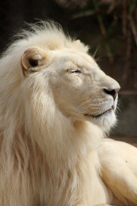 Rare Animals, Volpe Artica, Regnul Animal, Lions Photos, Gato Grande, Lion Love, Albino Animals, White Lion, Lovely Animals