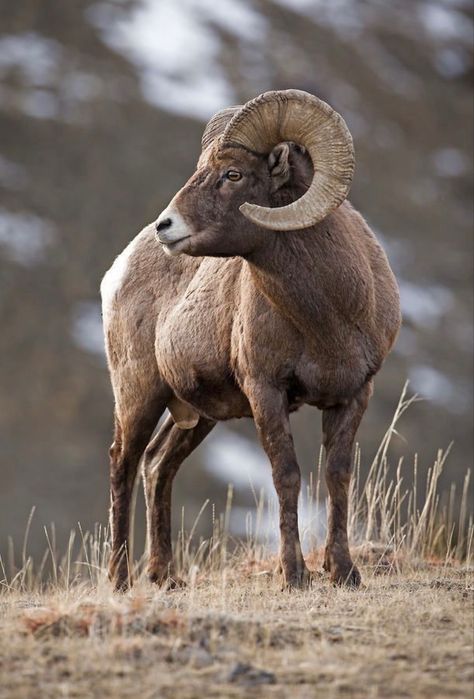 The largest wild sheep in North America. Bighorn Ram, Hero Pose, Check On Me, Big Horn Sheep, North American Wildlife, Bighorn Sheep, Amazing Animal Pictures, Wildlife Artwork, Wildlife Photos