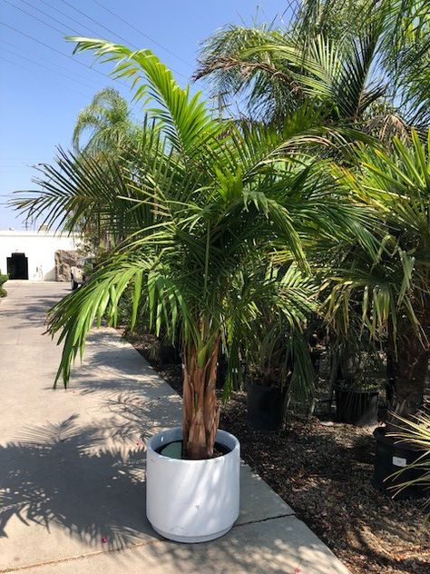 King Palm in poly pot Palms In Pots, King Palm, Palm Tree Indoor, Palm Pot Plant, Patio Palm Trees Pots, Palm Tree In Pot, Bangalow Palm In Pot, Kentia Palm Outdoors, Travellers Palm In Pot