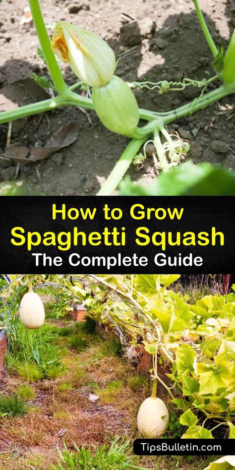 Acorn Squash Plant, Spaghetti Squash Growing, Spaghetti Squash Trellis, How To Grow Spaghetti Squash, Planting Spaghetti Squash, Planting Squash, Spaghetti Squash Plant, Squash Garden, Growing Butternut Squash