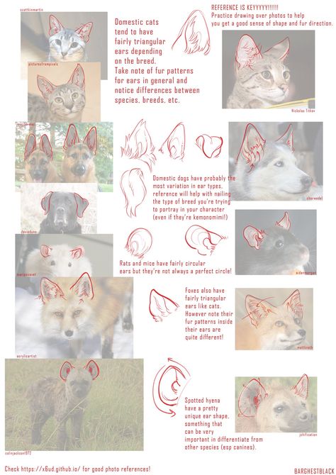 Fox Ears Drawing Reference, Hard Drawings, Drawing Study, Cat Drawing Tutorial, Cat Anatomy, Fox Drawing, Animal Study, Animal Drawing, My Animal