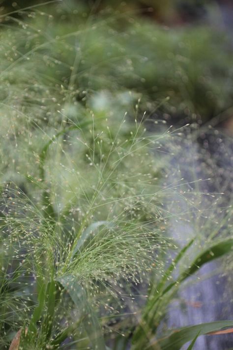 Explosion grass ready to harvest. Rye Grass, Reggae Art, Expensive Flowers, July Flowers, Flower Types, Wild Grasses, Perennial Flowers, Grass Flower, Grass Wedding