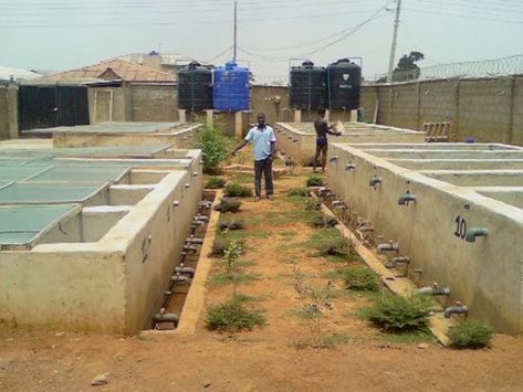 Farming Artwork, Fish Farming Ponds, Tilapia Fish Farming, Catfish Pond, Catfish Farming, Starting Business, Pond Construction, Greenhouse Farming, Farm Pond