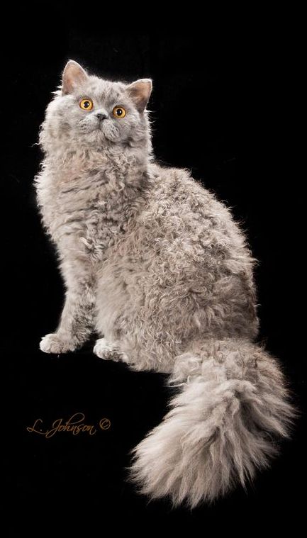 Selkirk Rex from Highlandkatz cattery Poodle Cat, Cornish Rex Cats, Cute Devon Rex Cats, Selkirk Rex Cat, White Selkirk Rex Cat, Cat Types, Devon Rex Cats Curly, Brown Devon Rex Cats, Curly Cat