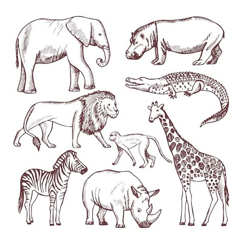 Africa Safari Clothes, African Nature, Animal Line Drawings, Safari Art, Africa Animals, Wild Safari, Clipart Baby, Africa Do Sul, Cute Lion