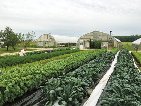 Kale Garden, Planting Techniques, Veggies Garden, Vegetable Farm, Micro Farm, Fairytale Garden, Veg Patch, Farm Land, Vegetable Farming