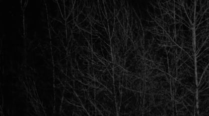 I love this... it has a certain creepy simplicity Creepy Core Gif, Creepy Banner, Forest Gif, Scary Woods, Creepy Woods, Gif Banners, Frame Animation, Horror Classics, Creepypasta Oc