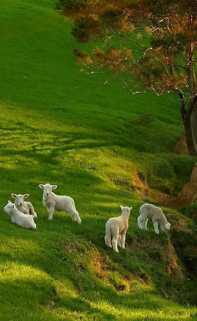 The Calming Effect of A Holy Pasture | This Journey Called Life Regnul Animal, Spring Lambs, 골든 리트리버, Söt Katt, Beltane, A Hill, The Grass, Nature Aesthetic, 귀여운 동물