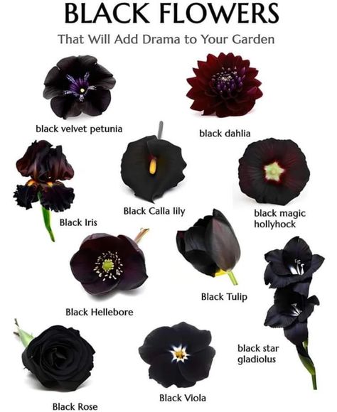 Pretty Flowers Pictures, Gothic Flowers, Goth Garden, Gothic Garden, Flower Meanings, Black Garden, Nothing But Flowers, Language Of Flowers, Black Flowers