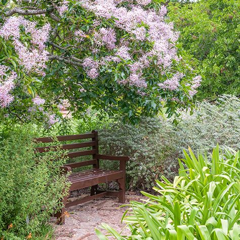 Indigenous South African Gardens, Indigenous Trees South Africa, South African Garden Ideas Landscaping, Indigenous Plants South Africa, South African Gardens Landscaping, Indigenous Garden Ideas South Africa, Indigenous Gardens South Africa, South African Indigenous Gardens, South African Plants