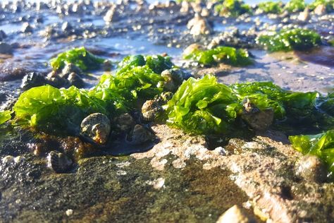 Sea lettuce is easy to find and forage, and it’s packed with goodness. Coastal Foraging, Sea Lettuce, Lettuce Recipes, Edible Seaweed, Plant Vegetables, Foraged Food, Food Production, Healing Plants, Desert Island