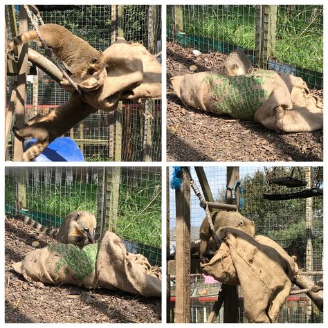 Hessian sac had sheep wool placed inside and placed in a high area, encouraging coatis to climb up to investigate the item.  Coatis time was occupied with dragging the bag around and trying to find ways inside the bag.  Coatis were also observed scent marking wool the next morning.  Acts as sensory enrichment. Sheep Wool, Sheep, Acting, The Next, Encouragement, Wool