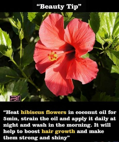 Hibiscus For Hair Growth, Hibiscus For Hair, Herbal Cosmetics, Gentlemens Guide, Homemade Hair Treatments, Hair Growth Foods, Hair Care Remedies, Quick Hair, Natural Skin Care Remedies