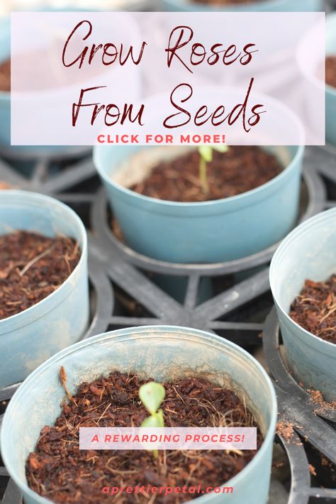 Rose Seeds How To Grow, How To Grow Roses From Seeds, When To Plant Roses, Planting Rose Bushes, Growing Roses From Seeds, How To Grow Roses, Pruning Roses, Garden 2023, Edible Roses