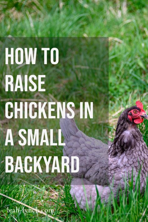 Baby Chicks Raising, Chicken Poop, Raising Chicks, Raising Backyard Chickens, Backyard Poultry, Small Chicken, Keeping Chickens, Free Range Chickens, Building A Chicken Coop