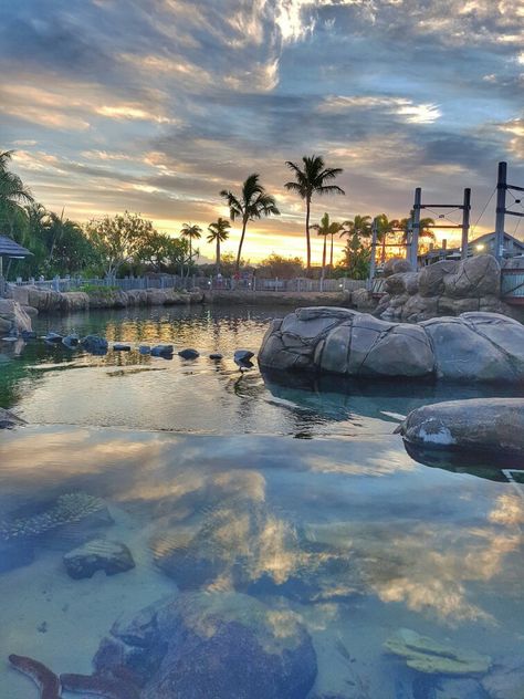 Sunset at SeaWorld, Gold Coast Australia ♡ Seaworld Gold Coast, Sea World Australia, Seaworld Australia, Gold Coast Aesthetic, Sea World Gold Coast, Aquatic Aesthetic, Australia Life, Australia Gold Coast, Coast Aesthetic