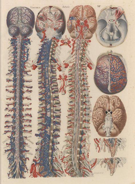 Outsidesin Vintage Medical Art, Medical Wallpaper, Human Body Anatomy, Human Anatomy Art, Medical Anatomy, Vintage Medical, Medical Art, Body Anatomy, Spinal Cord