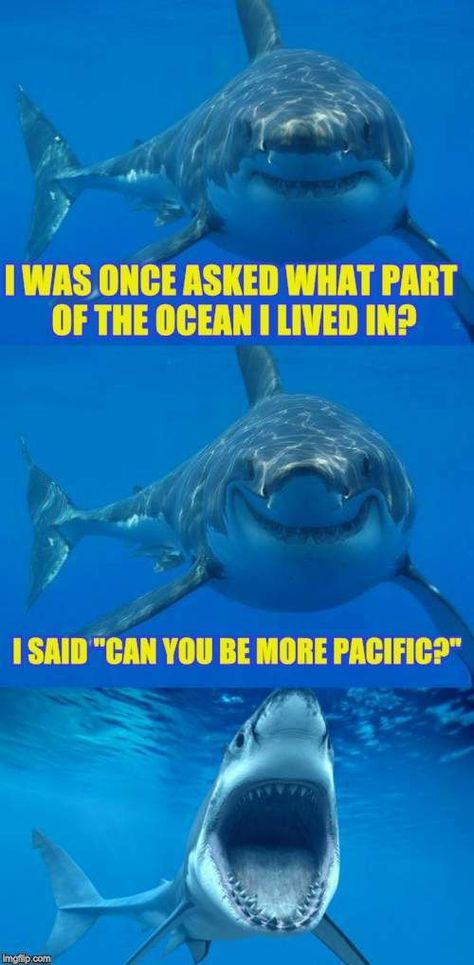 Shark Week Memes, Shark Jokes, Shark Quotes, Shark Meme, Shark Puns, Fishing Jokes, Shark Facts, Shark Pictures, Sharks Funny