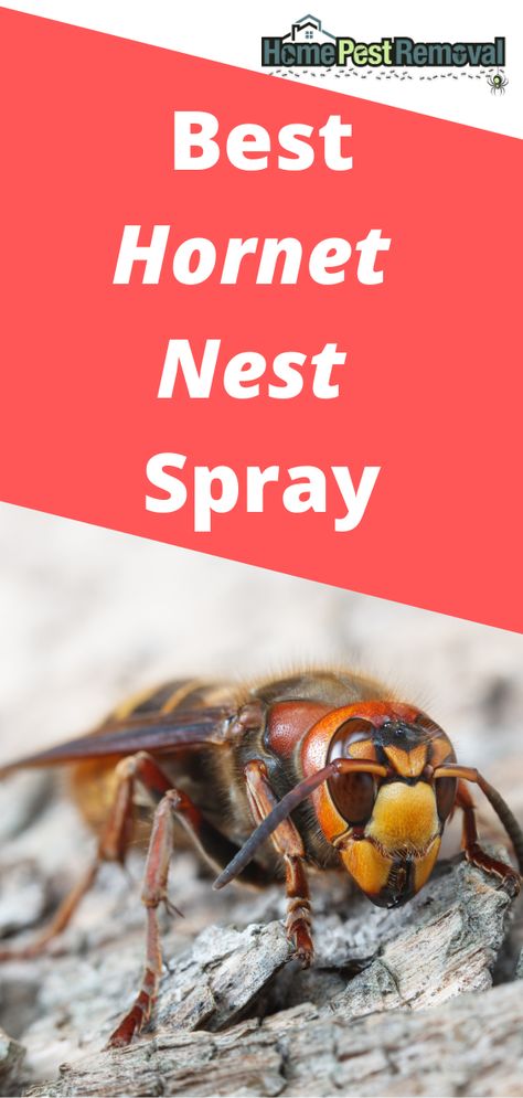 Hornet Nest, Get Rid Of Wasps, Hornets Nest, House Siding, Wasp, Hornet, Venom, Insects, Siding