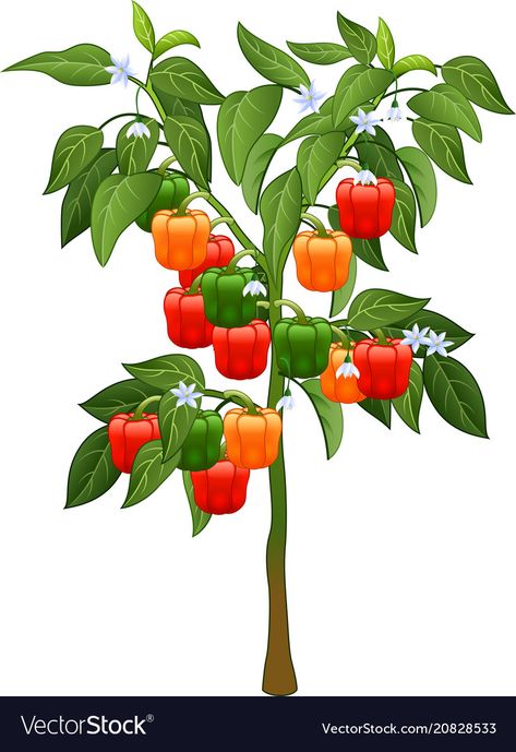 Pepper Plant Drawing, Peppers Illustration, Pepper Illustration, Fruit And Veg Illustration, Vegetables Cartoon Images, Anchor Stencil, Bell Pepper Plant, Plants Vector, Pepper Plant